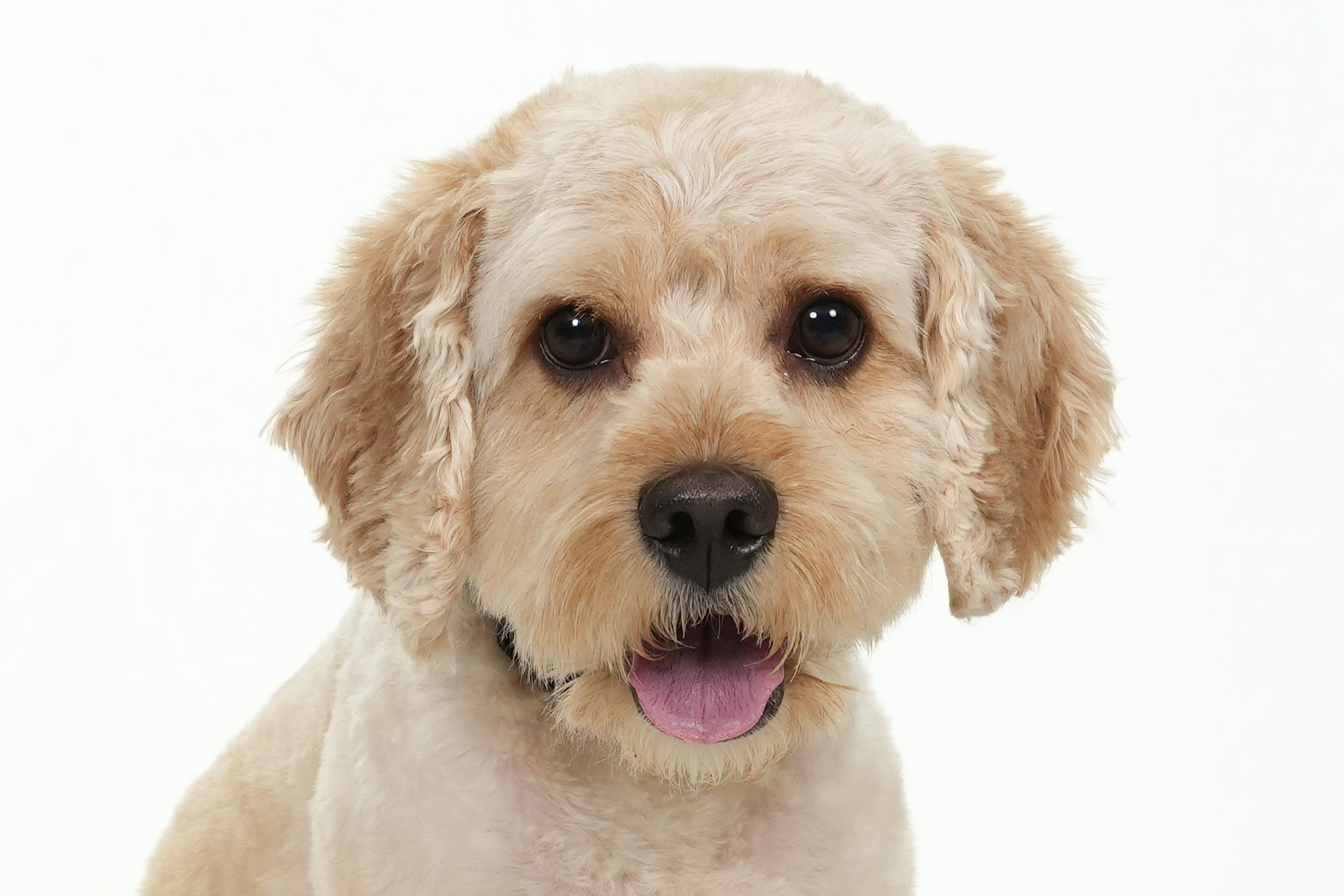 Harley school pic 3