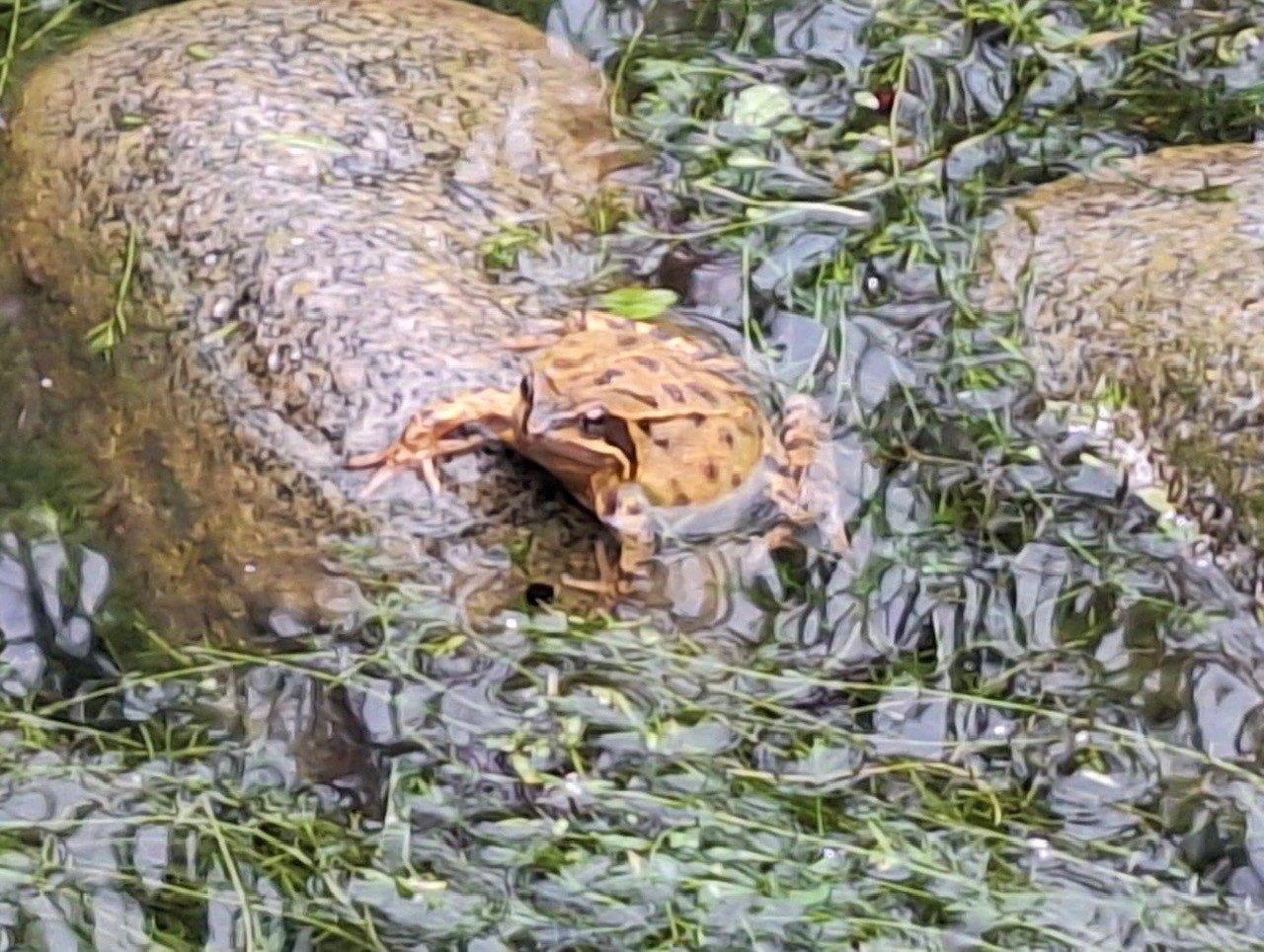A frog spotted in the school pond