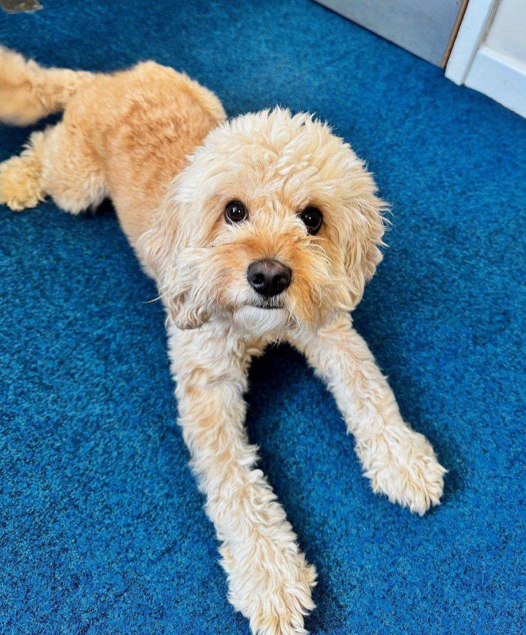 Harley, the school dog